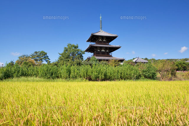 稲穂と法起寺
(c)YOSHITSUGU NISHIGAKI/SEBUN PHOTO