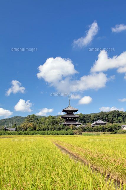 稲穂と法起寺
(c)YOSHITSUGU NISHIGAKI/SEBUN PHOTO