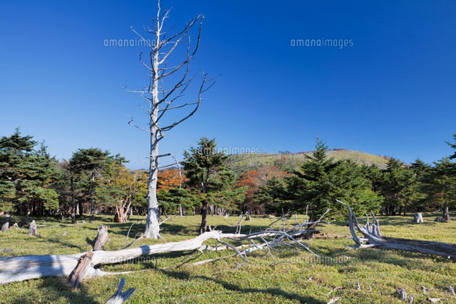 秋の大台ヶ原 正木ヶ原
(c)YOSHITSUGU NISHIGAKI/SEBUN PHOTO
