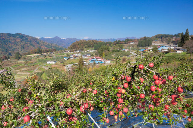 リンゴ畑と北アルプス
(c)YOSHITSUGU NISHIGAKI/SEBUN PHOTO