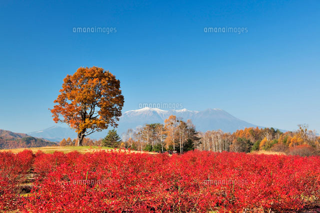ブルーベリーの紅葉と御岳 開田高原
(c)YOSHITSUGU NISHIGAKI/SEBUN PHOTO