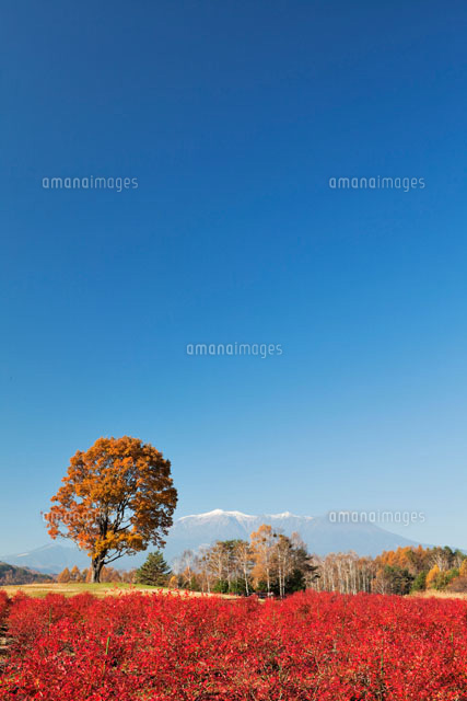 ブルーベリーの紅葉と御岳 開田高原
(c)YOSHITSUGU NISHIGAKI/SEBUN PHOTO