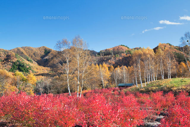 ブルーベリーの紅葉と開田高原
(c)YOSHITSUGU NISHIGAKI/SEBUN PHOTO