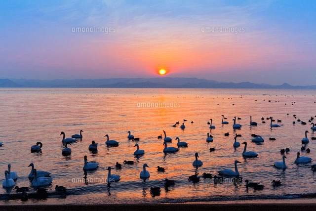 白鳥と猪苗代湖夕景
(c)YOSHITSUGU NISHIGAKI/SEBUN PHOTO