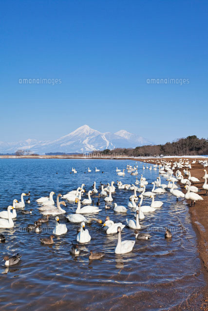 雪の猪苗代湖と磐梯山
(c)YOSHITSUGU NISHIGAKI/SEBUN PHOTO