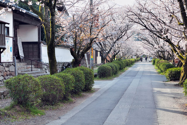 桜咲く秋月杉の馬場通り
(c)YOSHITSUGU NISHIGAKI/SEBUN PHOTO