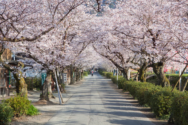 桜咲く秋月杉の馬場通り
(c)YOSHITSUGU NISHIGAKI/SEBUN PHOTO