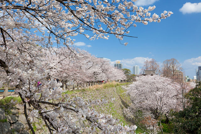 桜咲く福岡城の石垣
(c)YOSHITSUGU NISHIGAKI/SEBUN PHOTO