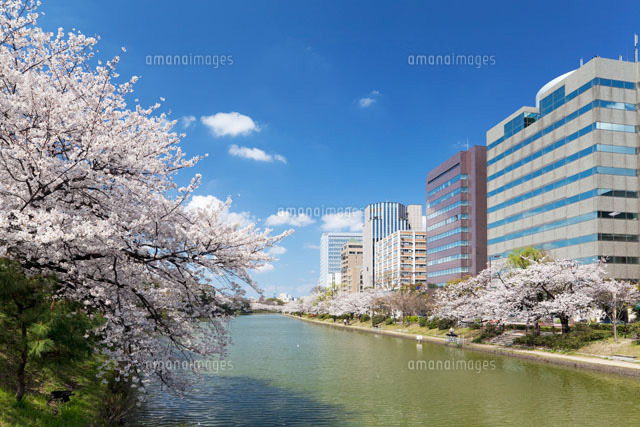 桜咲く福岡城の堀と福岡市街
(c)YOSHITSUGU NISHIGAKI/SEBUN PHOTO