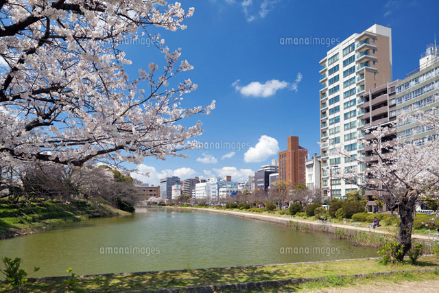 桜咲く福岡城の堀と福岡市街
(c)YOSHITSUGU NISHIGAKI/SEBUN PHOTO