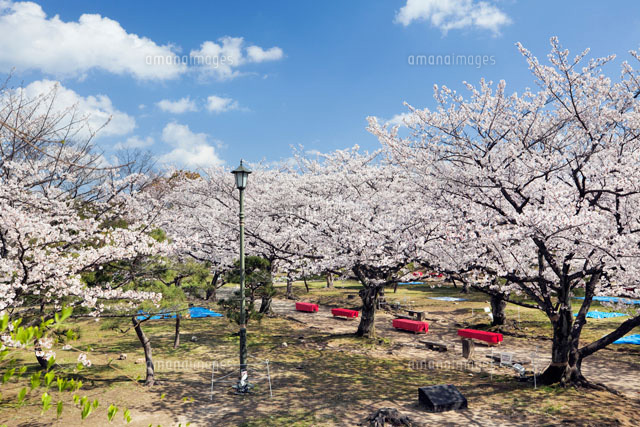桜咲く舞鶴公園
(c)YOSHITSUGU NISHIGAKI/SEBUN PHOTO