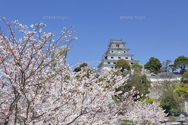 桜咲く唐津城
(c)YOSHITSUGU NISHIGAKI/SEBUN PHOTO