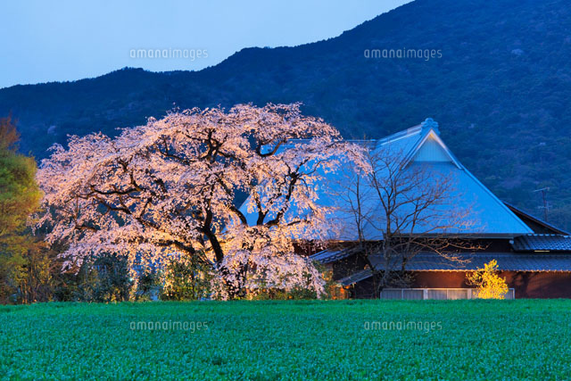 宝珠寺のヒメシダレザクラのライトアップ
(c)YOSHITSUGU NISHIGAKI/SEBUN PHOTO