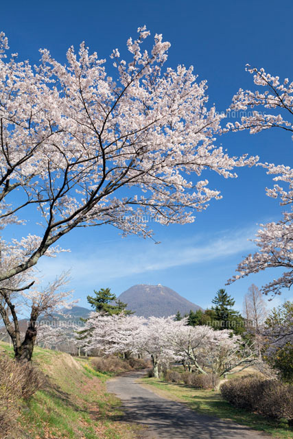 桜咲く志高湖より鶴見岳
(c)YOSHITSUGU NISHIGAKI/SEBUN PHOTO