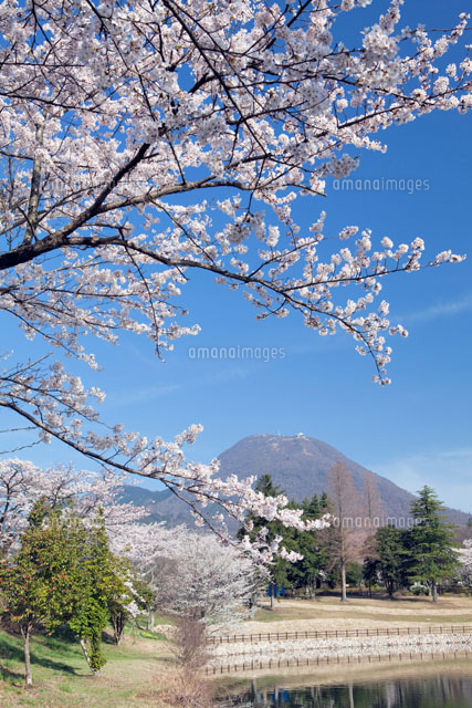 桜咲く志高湖より鶴見岳
(c)YOSHITSUGU NISHIGAKI/SEBUN PHOTO