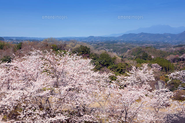 桜咲く岡城趾
(c)YOSHITSUGU NISHIGAKI/SEBUN PHOTO