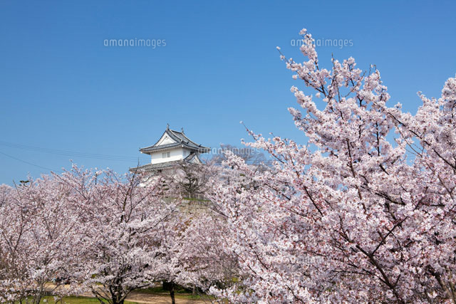 桜咲く丸亀城
(c)YOSHITSUGU NISHIGAKI/SEBUN PHOTO