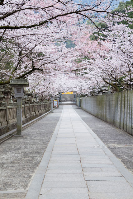 桜咲く金刀比羅宮参道
(c)YOSHITSUGU NISHIGAKI/SEBUN PHOTO