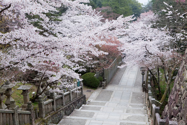 桜咲く金刀比羅宮参道
(c)YOSHITSUGU NISHIGAKI/SEBUN PHOTO