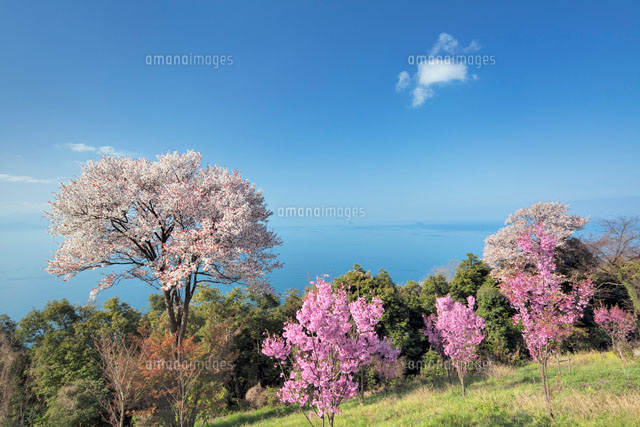 桜咲く紫雲出山より瀬戸内海
(c)YOSHITSUGU NISHIGAKI/SEBUN PHOTO