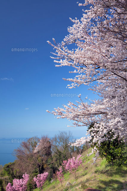 桜咲く紫雲出山より瀬戸内海
(c)YOSHITSUGU NISHIGAKI/SEBUN PHOTO