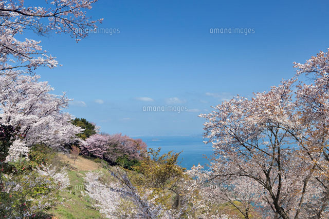 桜咲く紫雲出山より瀬戸内海
(c)YOSHITSUGU NISHIGAKI/SEBUN PHOTO