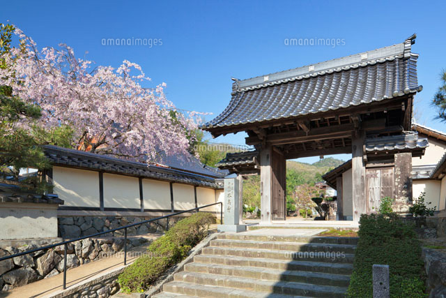 桜と本高寺
(c)YOSHITSUGU NISHIGAKI/SEBUN PHOTO
