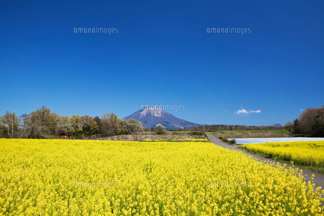 菜の花と大山
(c)YOSHITSUGU NISHIGAKI/SEBUN PHOTO