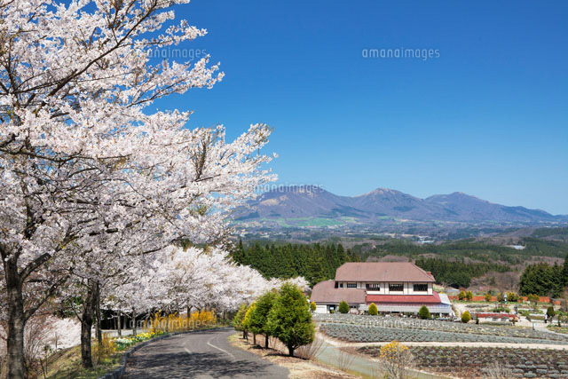 蒜山ハープガーデンより桜と蒜山
(c)YOSHITSUGU NISHIGAKI/SEBUN PHOTO
