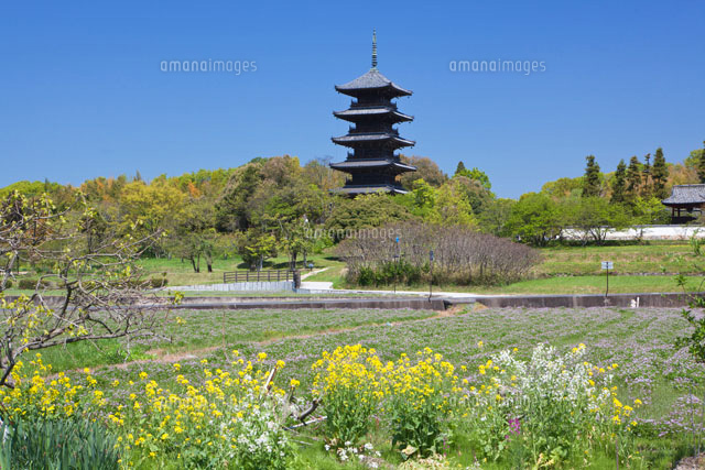 レンゲ畑と備中国分寺
(c)YOSHITSUGU NISHIGAKI/SEBUN PHOTO