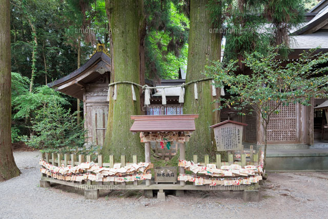 高千穂神社本殿と夫婦杉
(c)YOSHITSUGU NISHIGAKI/SEBUN PHOTO