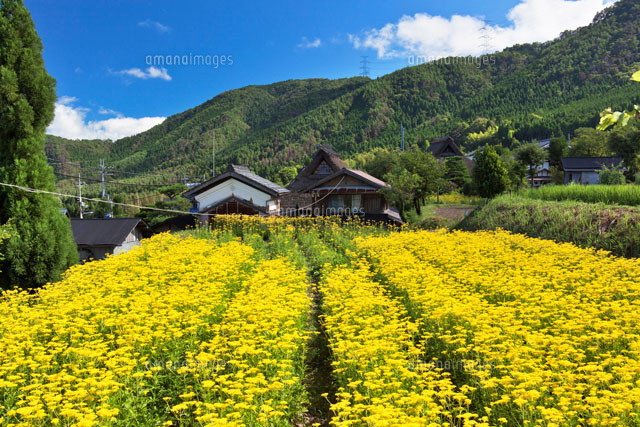 越畑のオミナエシ
(c)YOSHITSUGU NISHIGAKI/SEBUN PHOTO