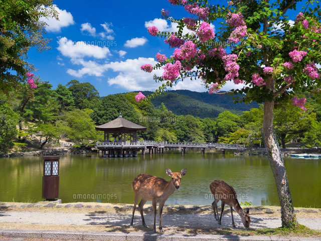 サルスベリ咲く鷺池と浮見堂
(c)YOSHITSUGU NISHIGAKI/SEBUN PHOTO