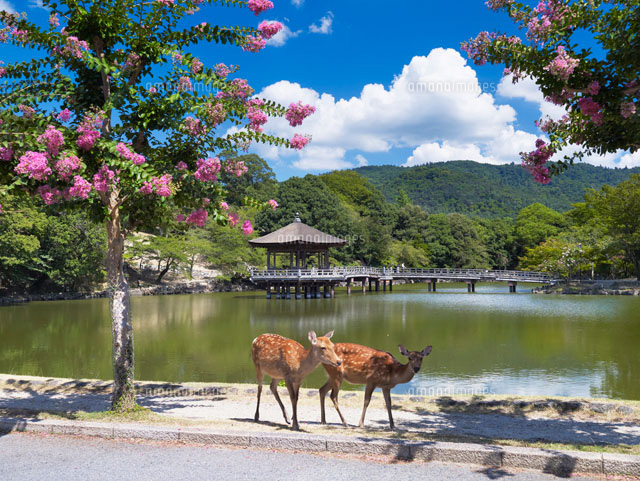 サルスベリ咲く鷺池と浮見堂
(c)YOSHITSUGU NISHIGAKI/SEBUN PHOTO