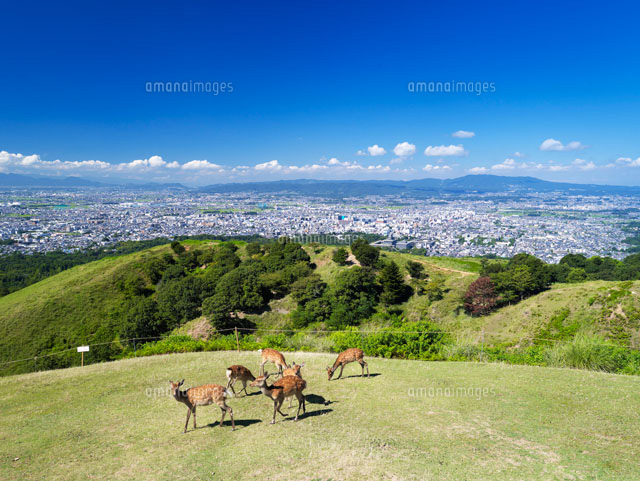 若草山より鹿と奈良市街
(c)YOSHITSUGU NISHIGAKI/SEBUN PHOTO