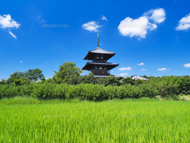 田園と法起寺三重塔
(c)YOSHITSUGU NISHIGAKI/SEBUN PHOTO