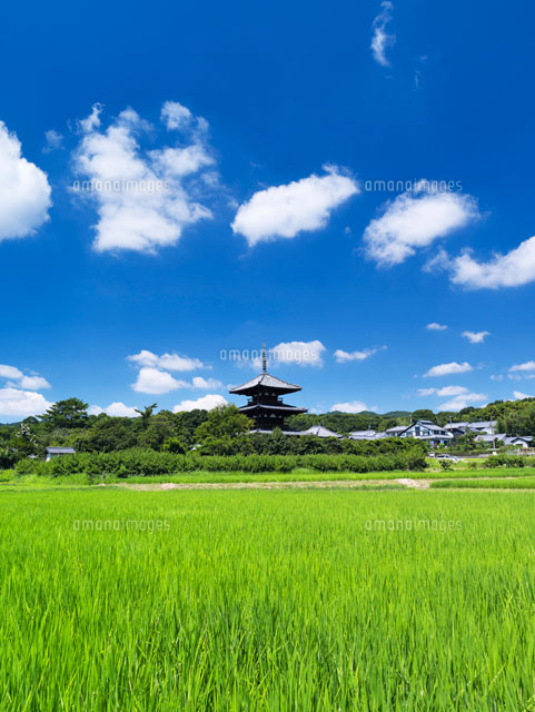 田園と法起寺三重塔
(c)YOSHITSUGU NISHIGAKI/SEBUN PHOTO