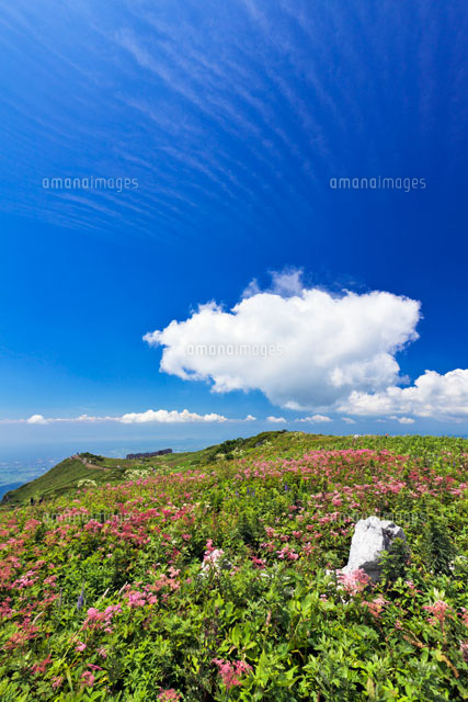 シモツケソウ咲く伊吹山
(c)YOSHITSUGU NISHIGAKI/SEBUN PHOTO