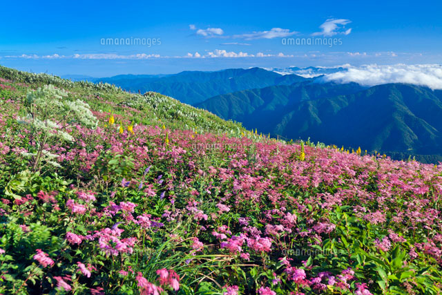 シモツケソウ咲く伊吹山
(c)YOSHITSUGU NISHIGAKI/SEBUN PHOTO