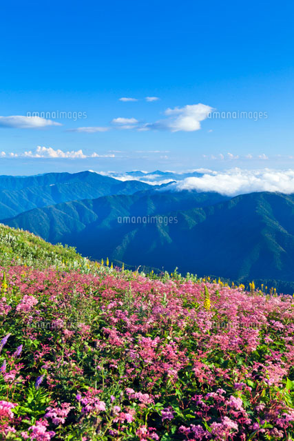 シモツケソウ咲く伊吹山
(c)YOSHITSUGU NISHIGAKI/SEBUN PHOTO