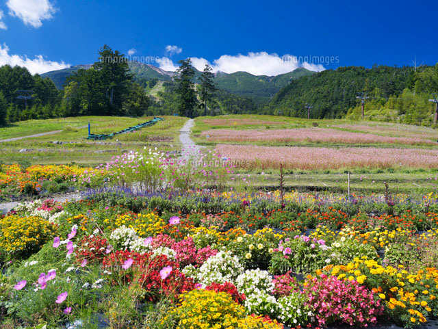 花畑と御岳
(c)YOSHITSUGU NISHIGAKI/SEBUN PHOTO