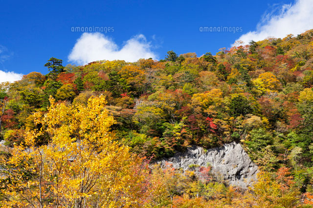 護摩壇山の紅葉
(c)YOSHITSUGU NISHIGAKI/SEBUN PHOTO