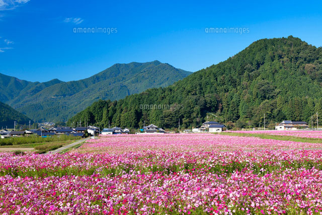 清住コスモス畑
(c)YOSHITSUGU NISHIGAKI/SEBUN PHOTO