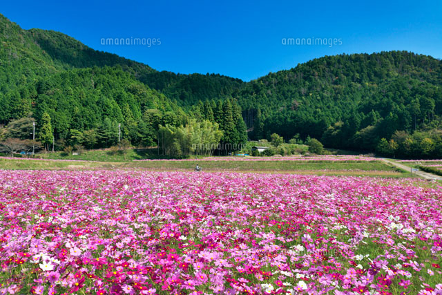 清住コスモス畑
(c)YOSHITSUGU NISHIGAKI/SEBUN PHOTO