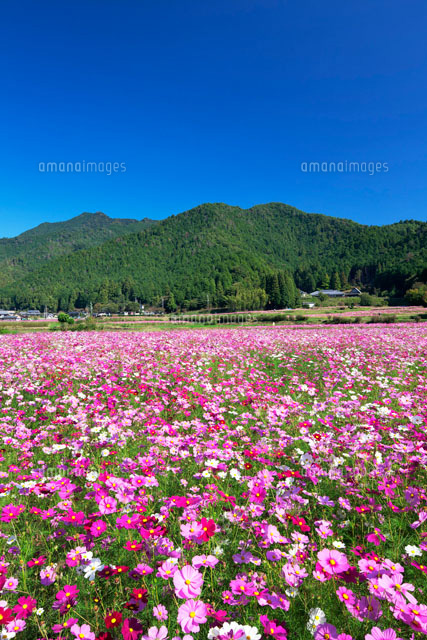 清住コスモス畑
(c)YOSHITSUGU NISHIGAKI/SEBUN PHOTO