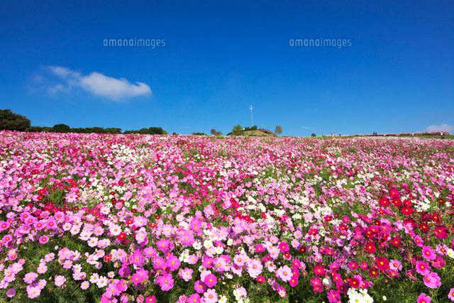 コスモス咲くあわじ花さじき
(c)YOSHITSUGU NISHIGAKI/SEBUN PHOTO