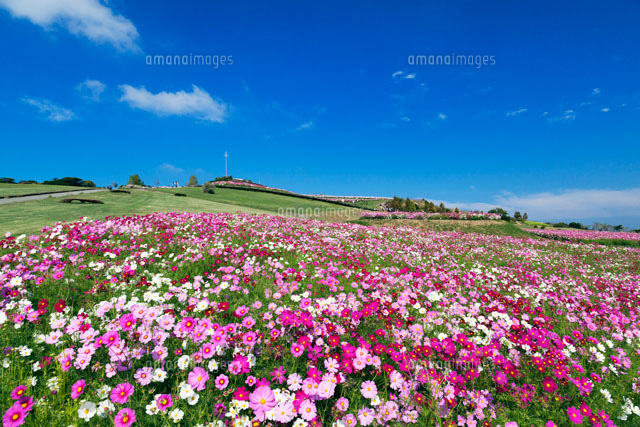 コスモス咲くあわじ花さじき
(c)YOSHITSUGU NISHIGAKI/SEBUN PHOTO