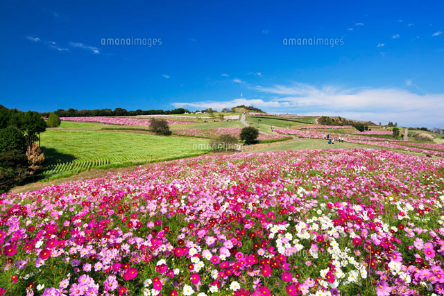 コスモス咲くあわじ花さじき
(c)YOSHITSUGU NISHIGAKI/SEBUN PHOTO