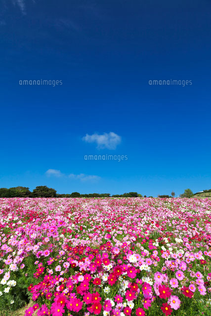 コスモス咲くあわじ花さじき
(c)YOSHITSUGU NISHIGAKI/SEBUN PHOTO