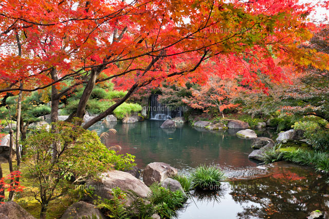 紅葉の好古園
(c)YOSHITSUGU NISHIGAKI/SEBUN PHOTO